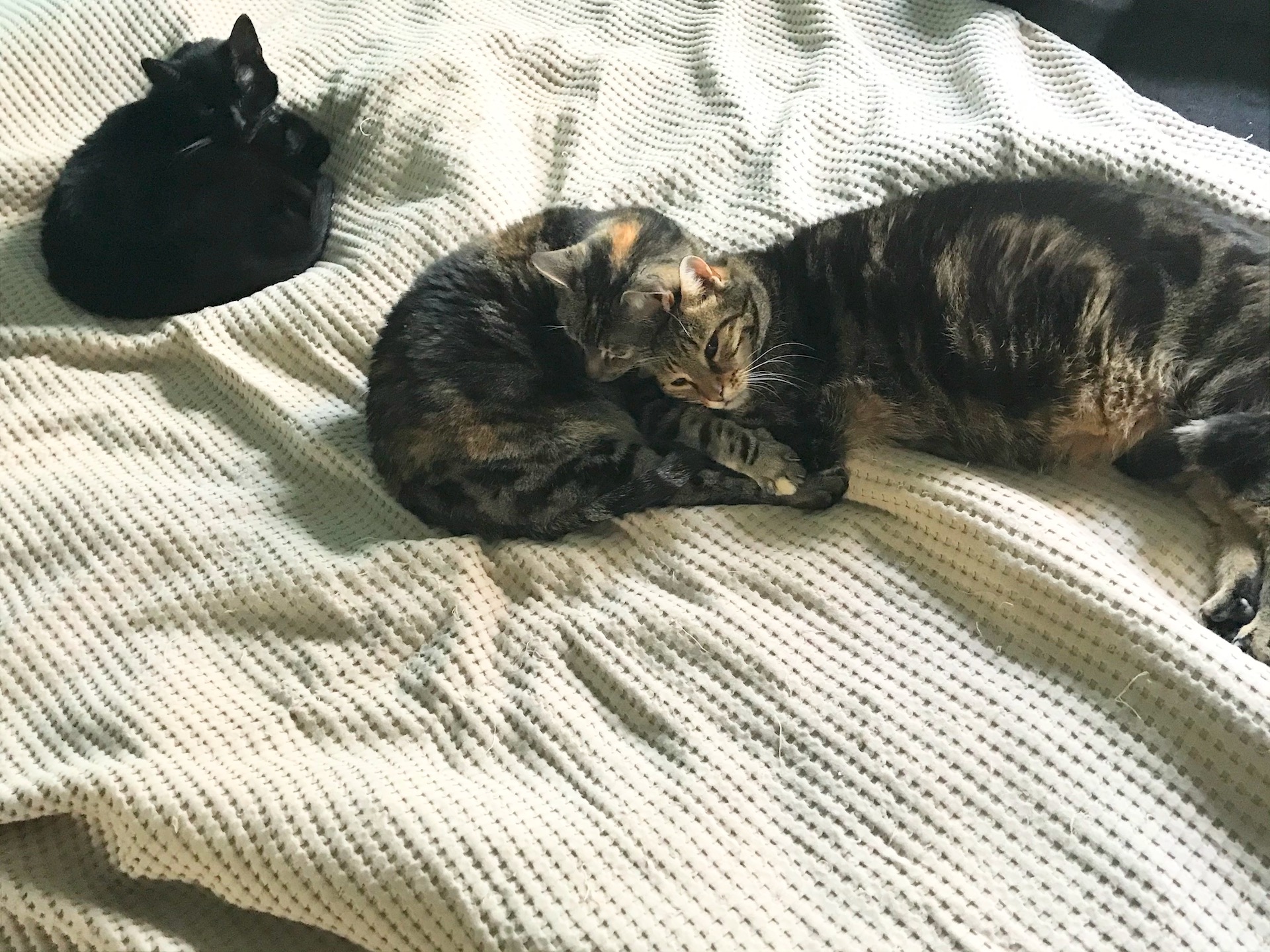 3 Katzen auf einem Bett