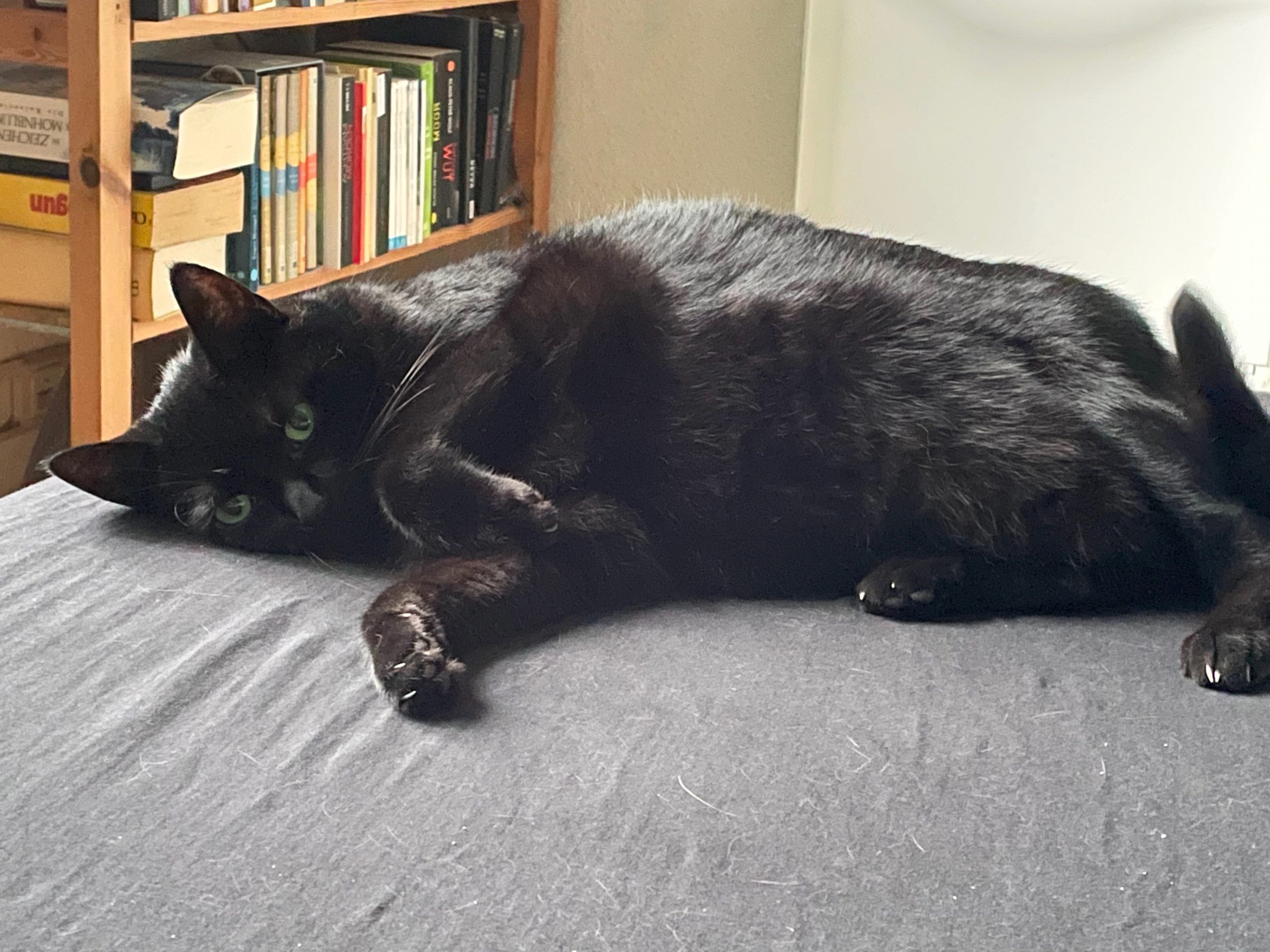 Meine schwarze Katze Ziva auf dem Bett mit Katzenhaaren im Vordergrund